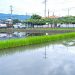 白川だより(令和7年5月31日号)