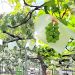 白川だより(令和7年8月2日号)